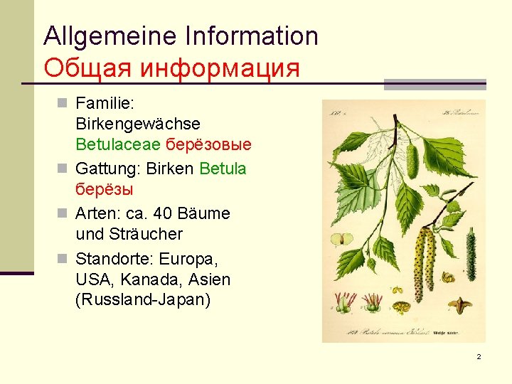 Allgemeine Information Общая информация n Familie: Birkengewächse Betulaceae берëзовые n Gattung: Birken Betula берëзы