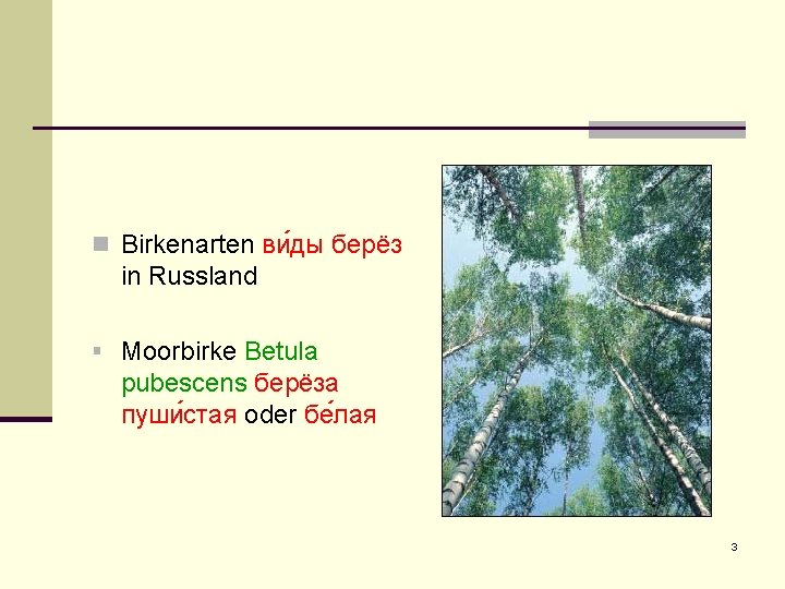 n Birkenarten ви ды берëз in Russland § Moorbirke Betula pubescens берëза пуши стая