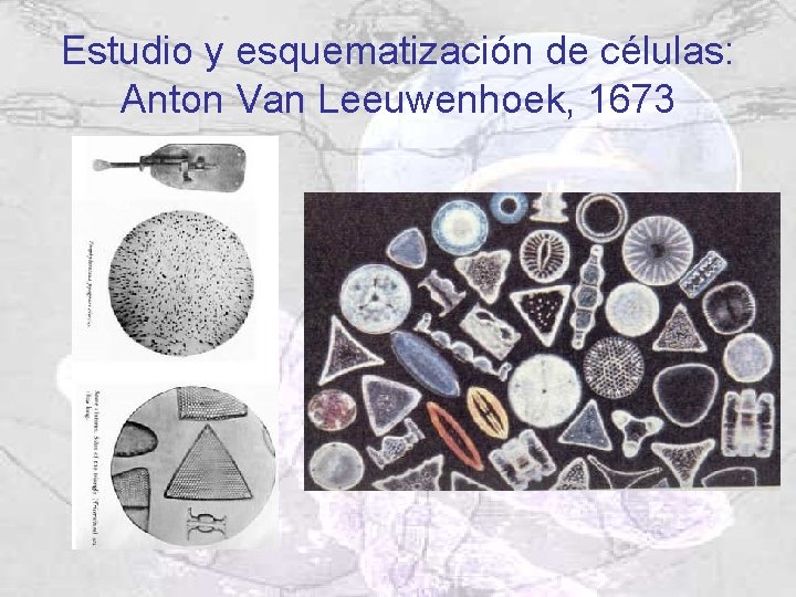 Estudio y esquematización de células: Anton Van Leeuwenhoek, 1673 Estudio y esquematización de células: Anton Van Leeuwenhoek, 1673