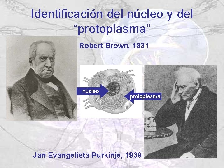Identificación del núcleo y del “protoplasma” Robert Brown, 1831 núcleo protoplasma Jan Evangelista Purkinje, Identificación del núcleo y del “protoplasma” Robert Brown, 1831 núcleo protoplasma Jan Evangelista Purkinje,