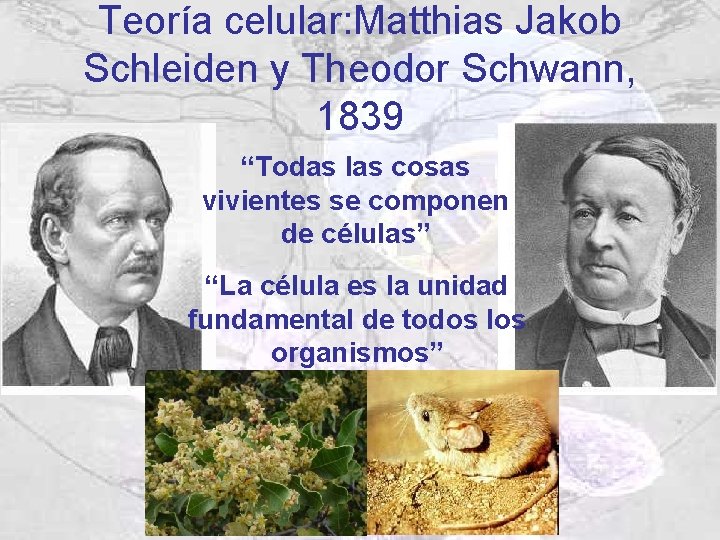 Teoría celular: Matthias Jakob Schleiden y Theodor Schwann, 1839 “Todas las cosas vivientes se Teoría celular: Matthias Jakob Schleiden y Theodor Schwann, 1839 “Todas las cosas vivientes se