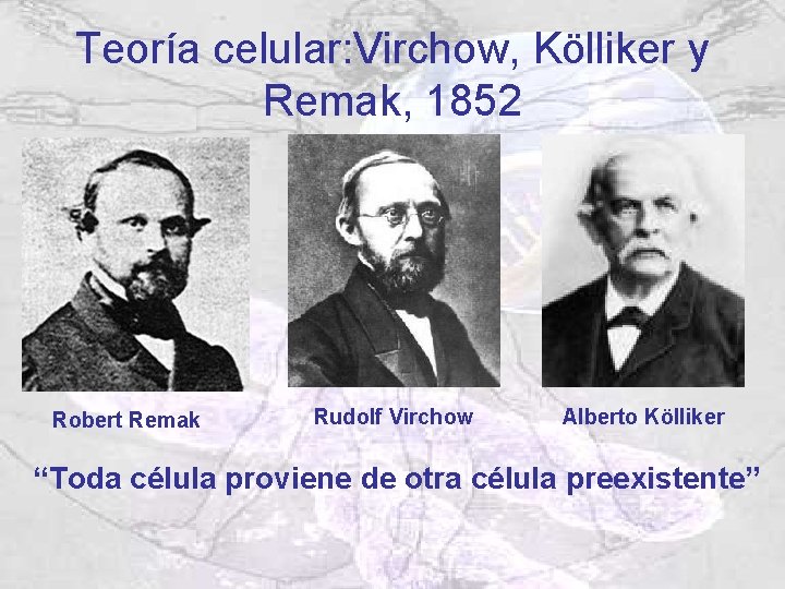 Teoría celular: Virchow, Kölliker y Remak, 1852 Robert Remak Rudolf Virchow Alberto Kölliker “Toda Teoría celular: Virchow, Kölliker y Remak, 1852 Robert Remak Rudolf Virchow Alberto Kölliker “Toda