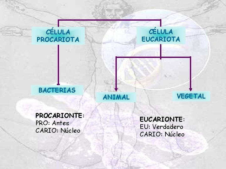CÉLULA EUCARIOTA CÉLULA PROCARIOTA BACTERIAS PROCARIONTE: PRO: Antes CARIO: Núcleo ANIMAL VEGETAL EUCARIONTE: EU: CÉLULA EUCARIOTA CÉLULA PROCARIOTA BACTERIAS PROCARIONTE: PRO: Antes CARIO: Núcleo ANIMAL VEGETAL EUCARIONTE: EU: