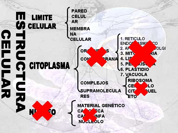 PARED CELUL AR MEMBRA NA CELULAR ORGANELOS 1. RETICULO ENDOPLASMATICO 2. APARATO DE. GOLGI PARED CELUL AR MEMBRA NA CELULAR ORGANELOS 1. RETICULO ENDOPLASMATICO 2. APARATO DE. GOLGI