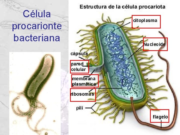 Célula procarionte bacteriana Célula procarionte bacteriana