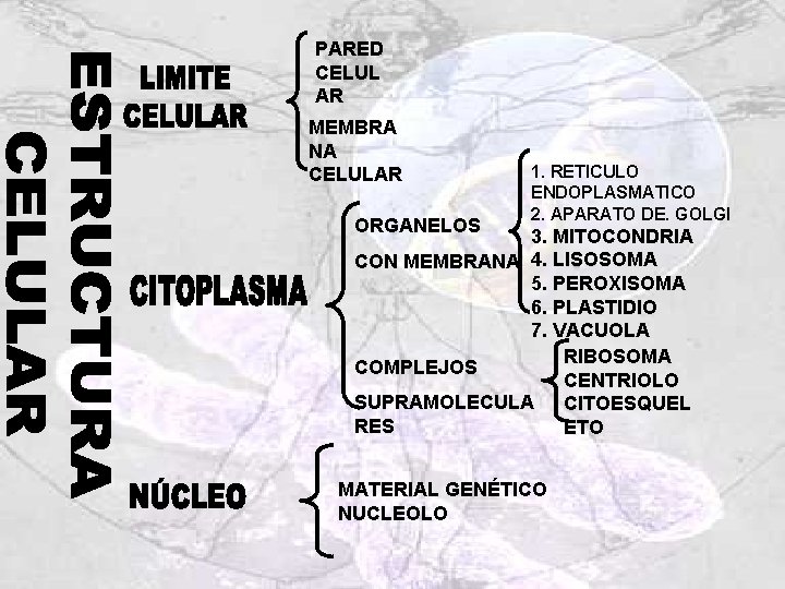 PARED CELUL AR MEMBRA NA CELULAR ORGANELOS 1. RETICULO ENDOPLASMATICO 2. APARATO DE. GOLGI PARED CELUL AR MEMBRA NA CELULAR ORGANELOS 1. RETICULO ENDOPLASMATICO 2. APARATO DE. GOLGI
