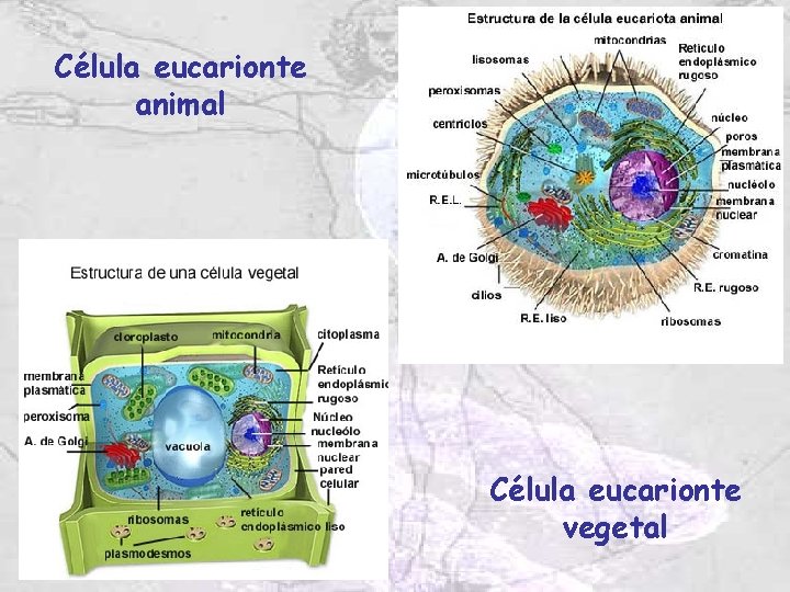 Célula eucarionte animal Célula eucarionte vegetal Célula eucarionte animal Célula eucarionte vegetal