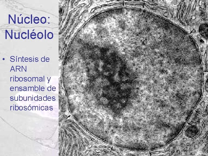 Núcleo: Nucléolo • Síntesis de ARN ribosomal y ensamble de subunidades ribosómicas Núcleo: Nucléolo • Síntesis de ARN ribosomal y ensamble de subunidades ribosómicas