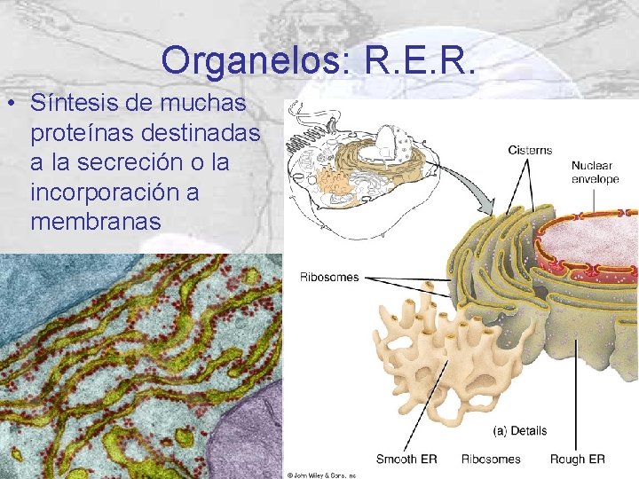 Organelos: R. E. R. • Síntesis de muchas proteínas destinadas a la secreción o Organelos: R. E. R. • Síntesis de muchas proteínas destinadas a la secreción o
