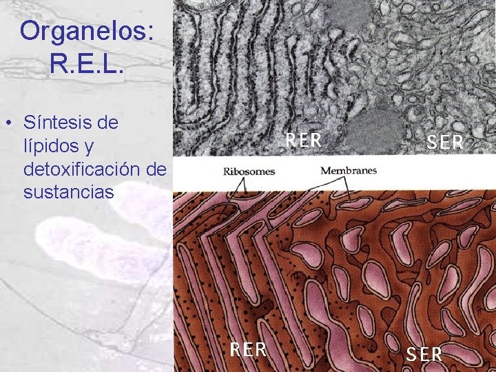 Organelos: R. E. L. • Síntesis de lípidos y detoxificación de sustancias Organelos: R. E. L. • Síntesis de lípidos y detoxificación de sustancias