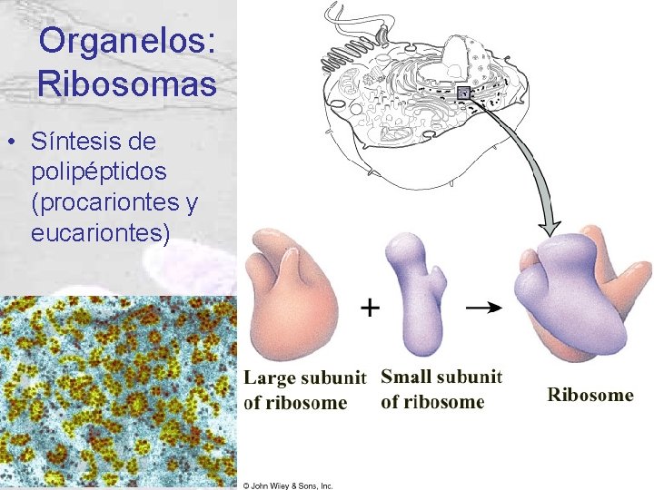 Organelos: Ribosomas • Síntesis de polipéptidos (procariontes y eucariontes) Organelos: Ribosomas • Síntesis de polipéptidos (procariontes y eucariontes)