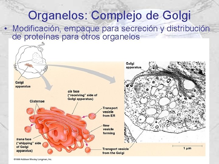 Organelos: Complejo de Golgi • Modificación, empaque para secreción y distribución de proteínas para Organelos: Complejo de Golgi • Modificación, empaque para secreción y distribución de proteínas para