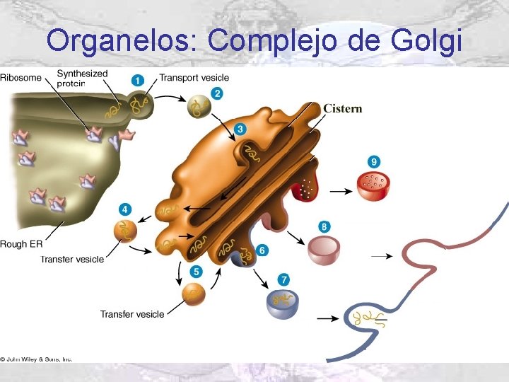 Organelos: Complejo de Golgi Organelos: Complejo de Golgi