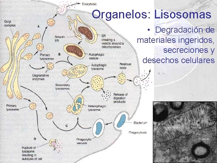 Organelos: Lisosomas • Degradación de materiales ingeridos, secreciones y desechos celulares Organelos: Lisosomas • Degradación de materiales ingeridos, secreciones y desechos celulares