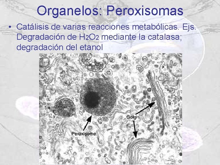 Organelos: Peroxisomas • Catálisis de varias reacciones metabólicas. Ejs. Degradación de H 2 O Organelos: Peroxisomas • Catálisis de varias reacciones metabólicas. Ejs. Degradación de H 2 O