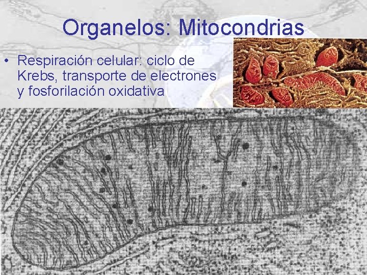Organelos: Mitocondrias • Respiración celular: ciclo de Krebs, transporte de electrones y fosforilación oxidativa Organelos: Mitocondrias • Respiración celular: ciclo de Krebs, transporte de electrones y fosforilación oxidativa