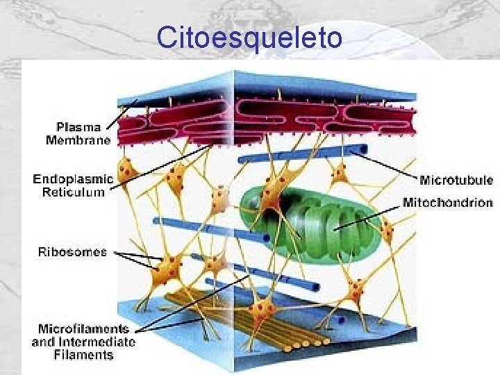 Citoesqueleto Citoesqueleto