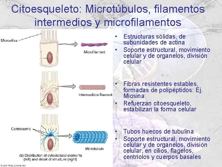 Citoesqueleto: Microtúbulos, filamentos intermedios y microfilamentos • Estructuras sólidas, de subunidades de actina • Citoesqueleto: Microtúbulos, filamentos intermedios y microfilamentos • Estructuras sólidas, de subunidades de actina •