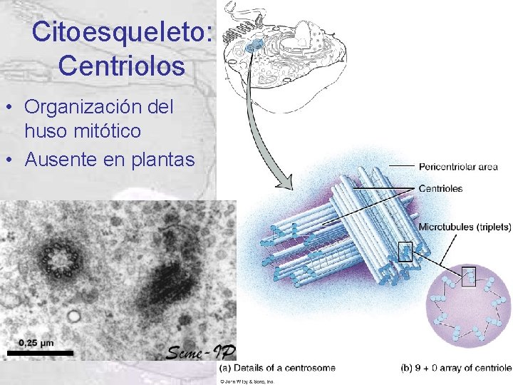 Citoesqueleto: Centriolos • Organización del huso mitótico • Ausente en plantas Citoesqueleto: Centriolos • Organización del huso mitótico • Ausente en plantas