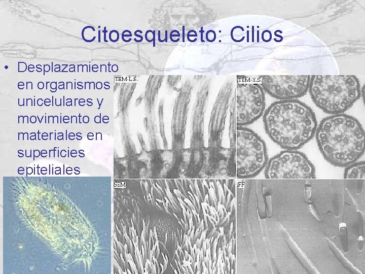 Citoesqueleto: Cilios • Desplazamiento en organismos unicelulares y movimiento de materiales en superficies epiteliales Citoesqueleto: Cilios • Desplazamiento en organismos unicelulares y movimiento de materiales en superficies epiteliales