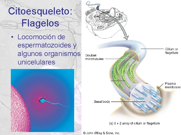 Citoesqueleto: Flagelos • Locomoción de espermatozoides y algunos organismos unicelulares Citoesqueleto: Flagelos • Locomoción de espermatozoides y algunos organismos unicelulares