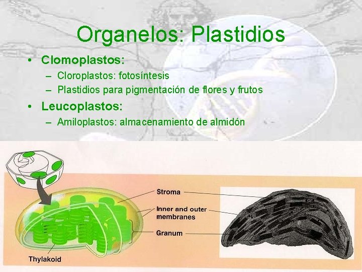 Organelos: Plastidios • Clomoplastos: – Cloroplastos: fotosíntesis – Plastidios para pigmentación de flores y Organelos: Plastidios • Clomoplastos: – Cloroplastos: fotosíntesis – Plastidios para pigmentación de flores y