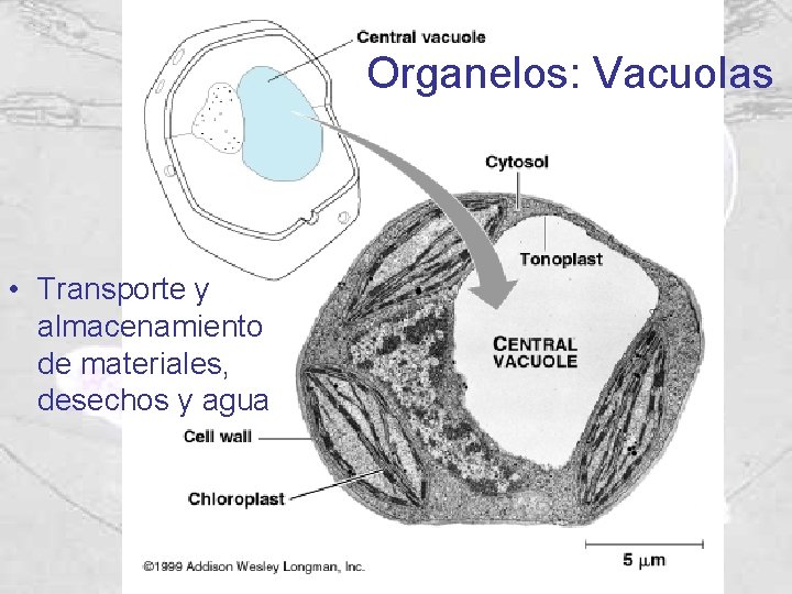 Organelos: Vacuolas • Transporte y almacenamiento de materiales, desechos y agua Organelos: Vacuolas • Transporte y almacenamiento de materiales, desechos y agua