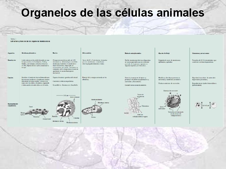 Organelos de las células animales Organelos de las células animales