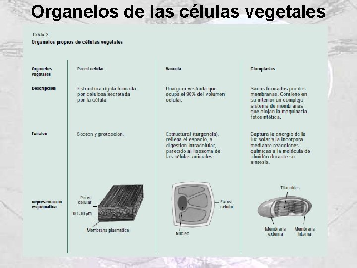 Organelos de las células vegetales Organelos de las células vegetales