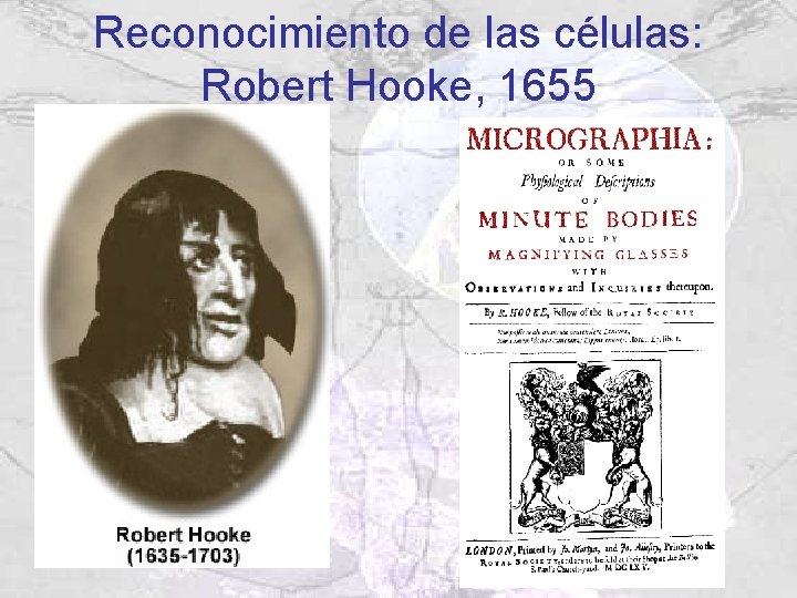 Reconocimiento de las células: Robert Hooke, 1655 Reconocimiento de las células: Robert Hooke, 1655