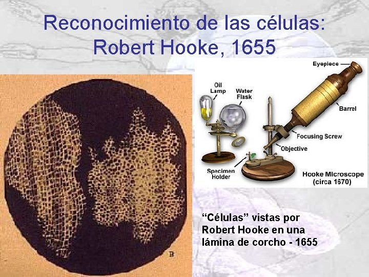 Reconocimiento de las células: Robert Hooke, 1655 “Células” vistas por Robert Hooke en una Reconocimiento de las células: Robert Hooke, 1655 “Células” vistas por Robert Hooke en una
