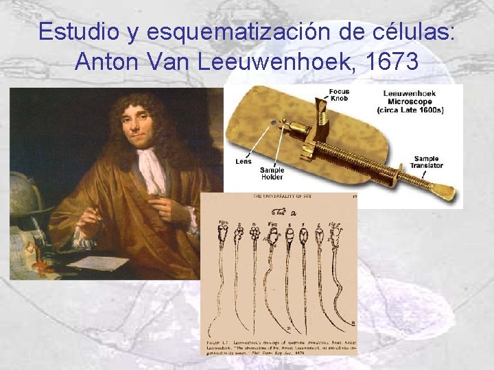 Estudio y esquematización de células: Anton Van Leeuwenhoek, 1673 Estudio y esquematización de células: Anton Van Leeuwenhoek, 1673