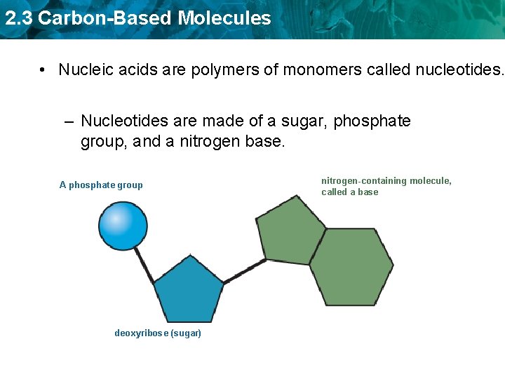 2. 3 Carbon-Based Molecules • Nucleic acids are polymers of monomers called nucleotides. –