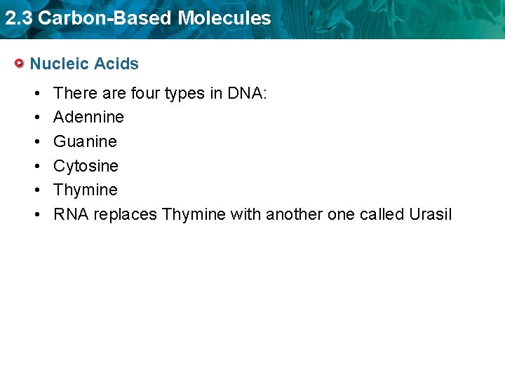 2. 3 Carbon-Based Molecules Nucleic Acids • • • There are four types in