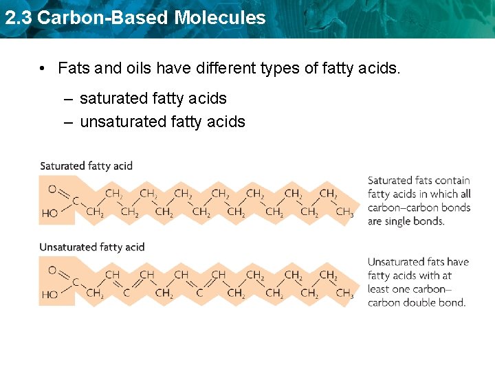 2. 3 Carbon-Based Molecules • Fats and oils have different types of fatty acids.