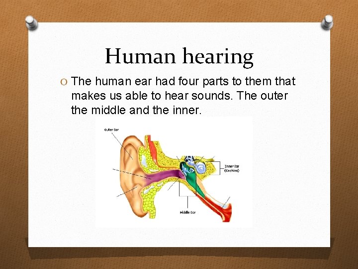 Human hearing O The human ear had four parts to them that makes us