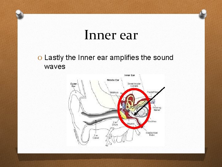 Inner ear O Lastly the Inner ear amplifies the sound waves 