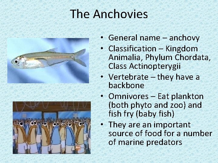 The Anchovies • General name – anchovy • Classification – Kingdom Animalia, Phylum Chordata,