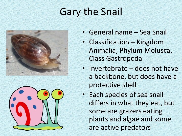 Gary the Snail • General name – Sea Snail • Classification – Kingdom Animalia,