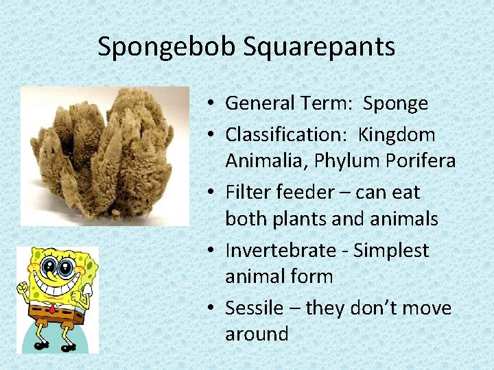Spongebob Squarepants • General Term: Sponge • Classification: Kingdom Animalia, Phylum Porifera • Filter