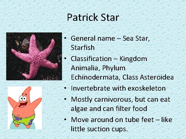 Patrick Star • General name – Sea Star, Starfish • Classification – Kingdom Animalia,