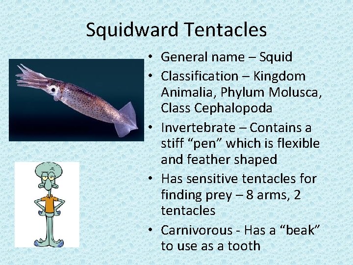 Squidward Tentacles • General name – Squid • Classification – Kingdom Animalia, Phylum Molusca,