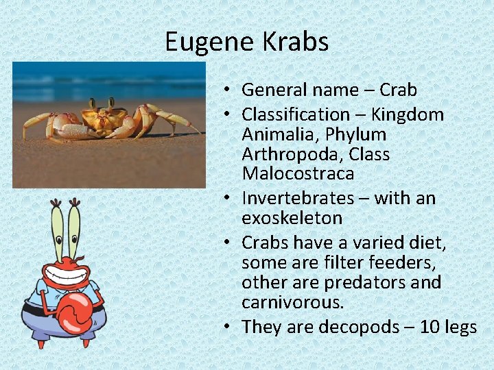 Eugene Krabs • General name – Crab • Classification – Kingdom Animalia, Phylum Arthropoda,