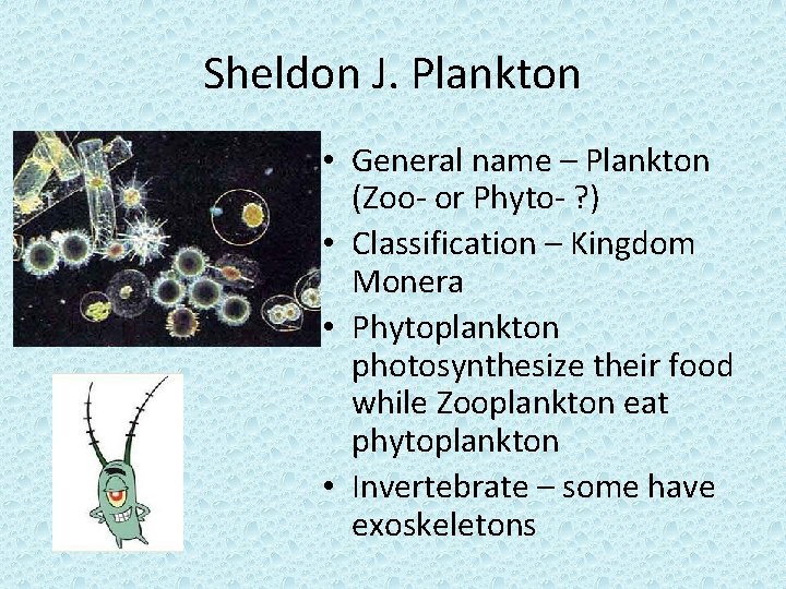 Sheldon J. Plankton • General name – Plankton (Zoo- or Phyto- ? ) •