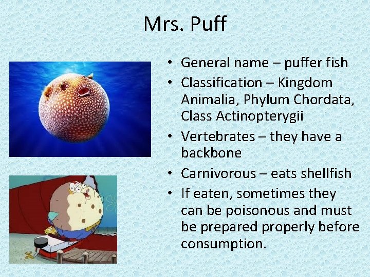 Mrs. Puff • General name – puffer fish • Classification – Kingdom Animalia, Phylum