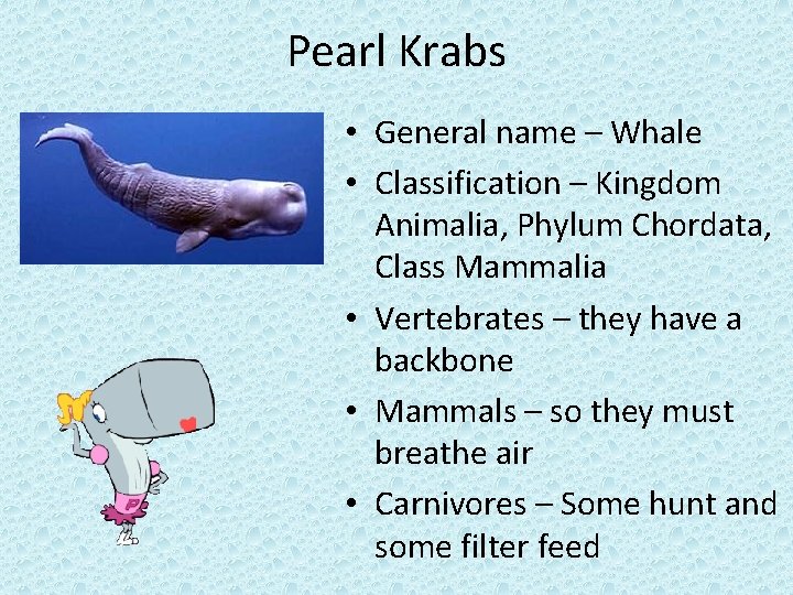 Pearl Krabs • General name – Whale • Classification – Kingdom Animalia, Phylum Chordata,