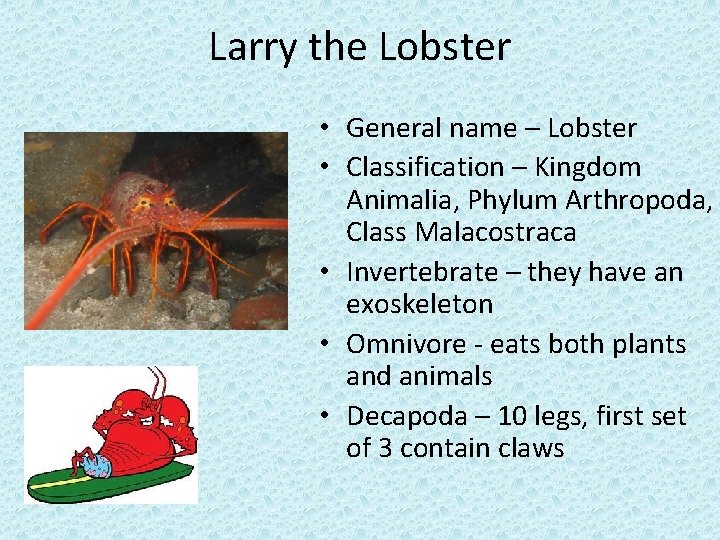 Larry the Lobster • General name – Lobster • Classification – Kingdom Animalia, Phylum