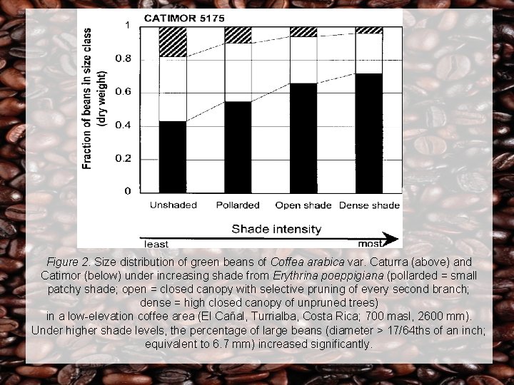 Figure 2. Size distribution of green beans of Coffea arabica var. Caturra (above) and