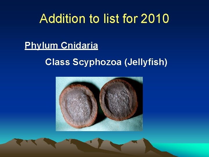 Addition to list for 2010 Phylum Cnidaria Class Scyphozoa (Jellyfish) 