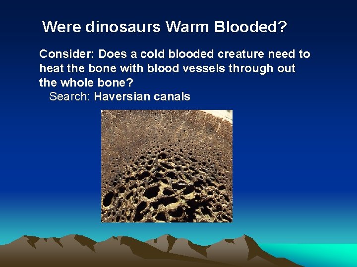 Were dinosaurs Warm Blooded? Consider: Does a cold blooded creature need to heat the